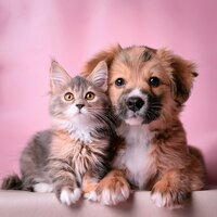 Orquesta De Mascotas Con Patrones Sutiles - Banda Marina & Música para mascotas Mundo & Habitantes americanas