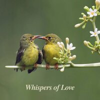 Fosters Intimacy - Symphony Orchestra Anti-Stress Sound