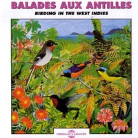 Concert 10, Grenade, Troglodyte Austral - Frémeaux Nature & Troglodyte Austral & Concert 10, Grenada, House Wren