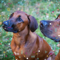 Spirited Moods for Well Trained Dogs - Doggy Relaxing Sounds