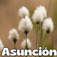 Asunción - Grupo Nueva Vida