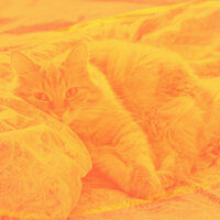 Lonely Funny Cats - RelaxMyCat