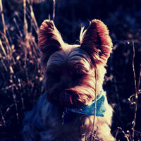 Piano Jazz Soundtrack for Sleeping Puppies - Beautiful Piano Music for Dogs