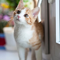 Scent of Honey - Jazz Music Therapy for Cats & Cat Music Therapy