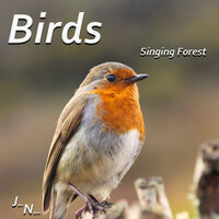 Birds And Cars - John Nature