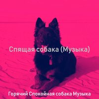 Мечты (Собаки) - Горячий Спокойная собака Музыка
