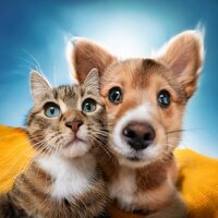 Sonidos Suaves Para La Paz De Las Mascotas - Cena Musica Ambiente & Lluvia para animales serenos & Sonidos suaves para animales relajados