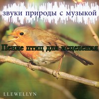 Пение птиц для исцеления: звуки природы с музыкой
