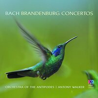 Brandenburg Concerto No. 1 in F Major, BWV 1046: 1. (Allegro) - Antony Walker & Orchestra of the Antipodes & Johann Sebastian Bach