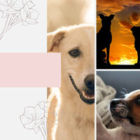 Magnificent Doggy Stress - Dog Calming Music