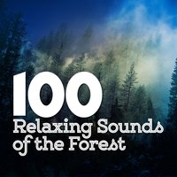 100 Relaxing Sounds of the Forest