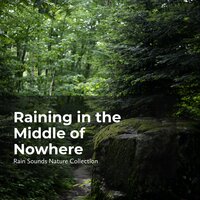 Rain Pouring in the Forest - ASMR Rain Sounds & Rain Sounds Nature Collection & Sleepy Rain