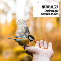 Forest Rain - Outdoor Field Recorders & Nature Sounds Nature Music & Relaxing Guru