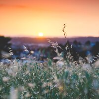 Cosmic Calm - Ambient Forest & Relaxing Nature Music & Sleep Sounds Of Nature