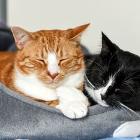 Quiet Cat Comfort Tunes - Lively Beats & Attractive Music for Cats & Ultimate Cat Calm
