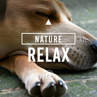 Easy Going - Dog Music