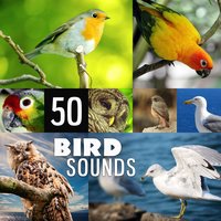 Bird Calls: Soothing Zen Dreams - Absolutely Relaxing Oasis