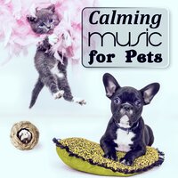 Pet Reflections - Pet Music Academy