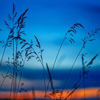 Whane - Jorn Vince Hardus