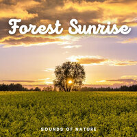 Gleaming Outflows - Relax in Nature & JBE Nature Sounds & The Nature Soundscapes