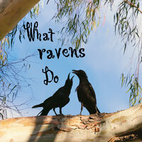 Baby Ravens Play - Vance Crofoot