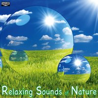 Autumn Relaxing Rain - Relaxing Sounds of Nature
