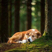 Dogs Relax to Gentle Melodies - Beta Binaural & Supreme Dog Sounds & Dog Music Bliss