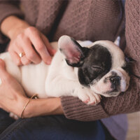 Life in the Streams - Calming Music for Dogs & Relaxation Music For Dogs & Sleepy Dogs