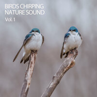 Spur - Birds In The Forest & Sounds of Nature Noise & Nature Sounds Nature Music