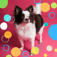 Funky Chill Dogs - Relax My Dog Music