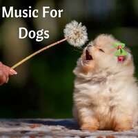 Calm Dog Music - Music for Dogs & Music for Dogs Peace & Relaxing Puppy Music & Calm Pets Music Academy