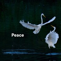 Cloud Drums - Japanese Zen Shakuhachi & Zen meditatiezone & Zen Gaya