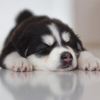 Vintage Separation from Dogs - Sleeping Music For Dogs