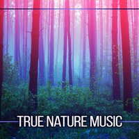 Ocean Sounds - The Calming Sounds of Nature
