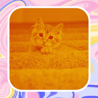 Jazz Soundtrack for Cute Cat - For Cats Only