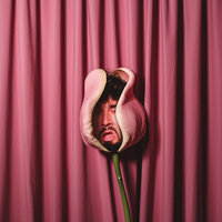 Albert - Tulipe
