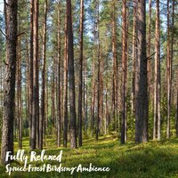 Spruce Forest Birdsong Ambience, Pt. 13 - Steve Brassel