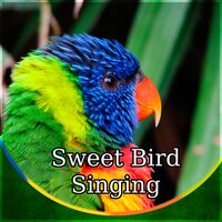 Birds Singing in the Woods - Natural Sounds Music Academy