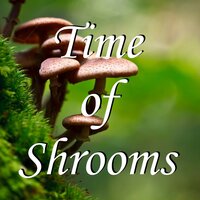 Sorry of Time - MAGICMUSHROOM