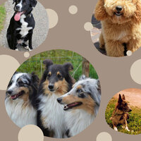 Stellar Ambiance for Cutest Dogs - Dog Music Dreams