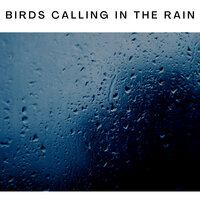 Birds by the Stream - ASMR Earth