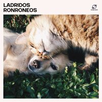 Música de Biofrecuencia para Perros - Música Para Perros & Música Relajante para Perrors & Relajante para Perrors & Club de Música para Perros