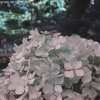 In Shelter - Juno