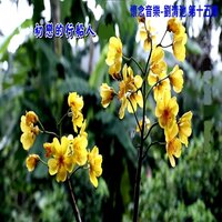 第二故鄉 - Qing Chi Liu