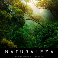 Relajantes Sonidos De Bosque - Naturaleza Sonidos & Pájaros del Bosque & Ruidos de la Selva