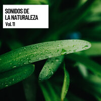 Soothing Thunder - Musica relajante & Sonido Del Bosque y Naturaleza & Musica relajante dormir