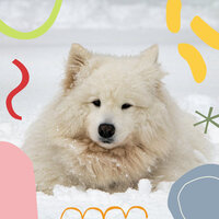 Quartet Jazz Soundtrack for Calming Pups - Dog Separation Anxiety Music