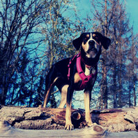 Fun (Separation Anxiety) - Downtempo Dog Calming Music