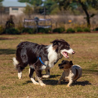 Quiet Ambience for Cute Dogs - Dog Separation Anxiety Music