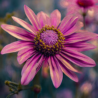 Restful Flower - Wind Of Nature & Wellness Music & World Soul